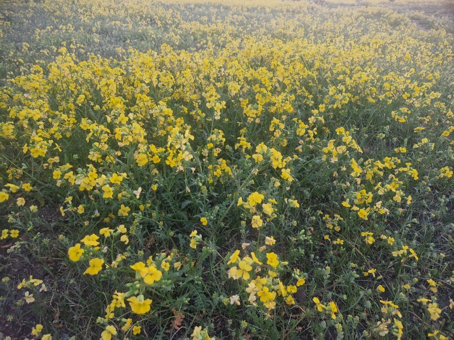 Ковры бу большие