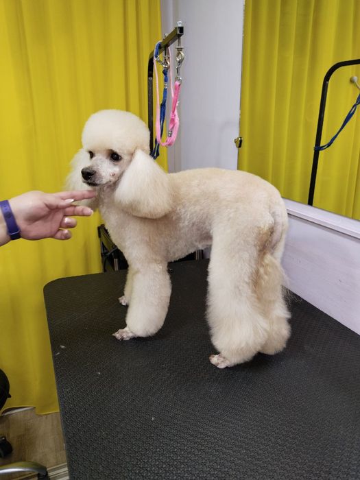 Профессиональная стрижка собак