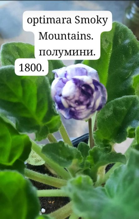 фиалки сортовые цветущие