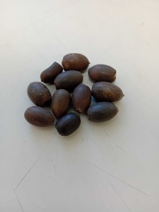 Екзотични растения, разсади и семена