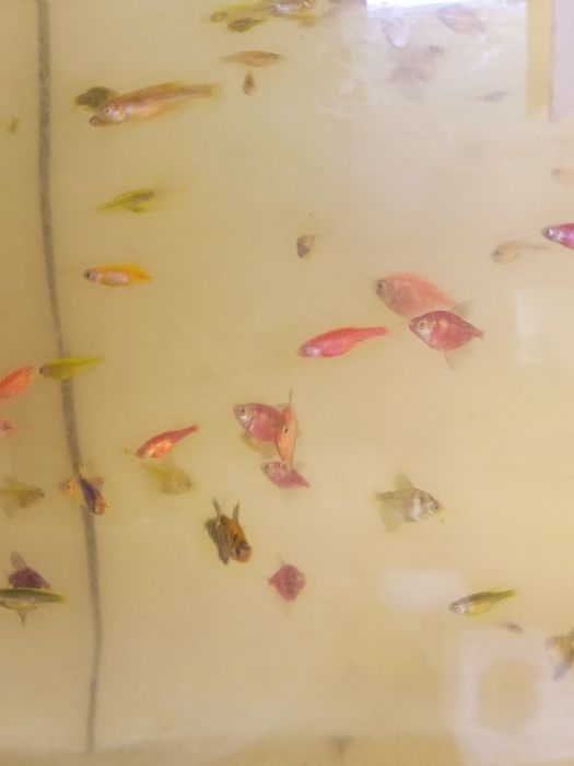 Продам данио, тернеции.