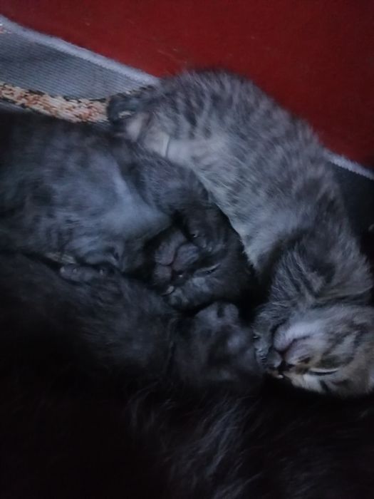 Отдам котят в добрые руки