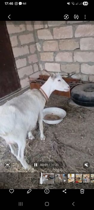 Буаз ешки сатылады