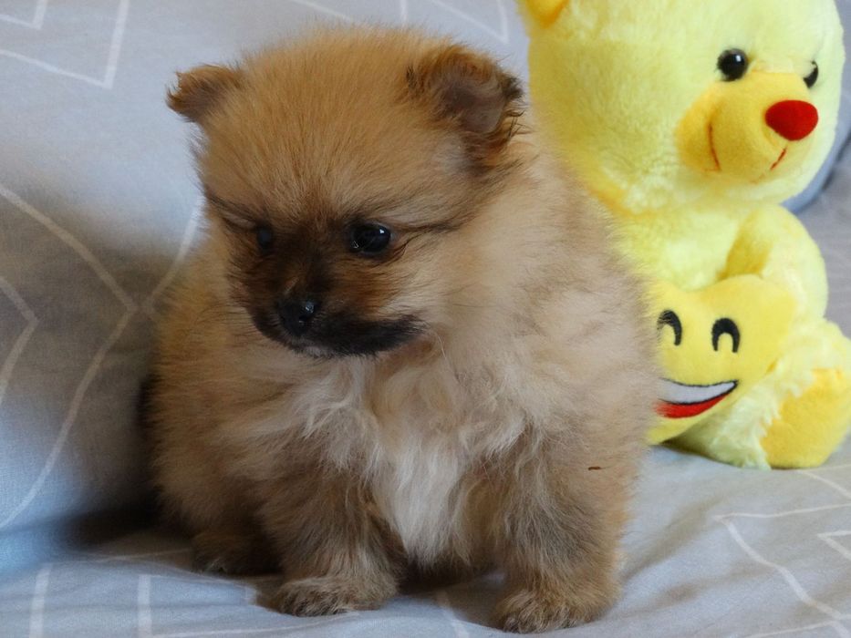 Красив мъжки померан