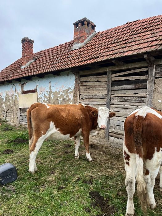 Am spre vânzare 2 vaci