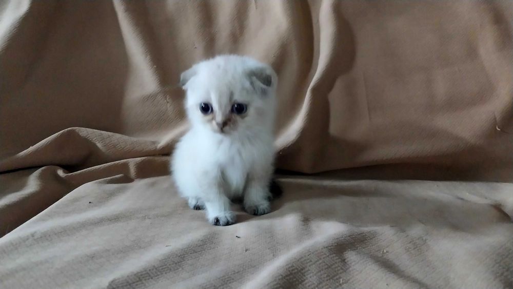 Очаровательные шотландские котята в добрые руки!