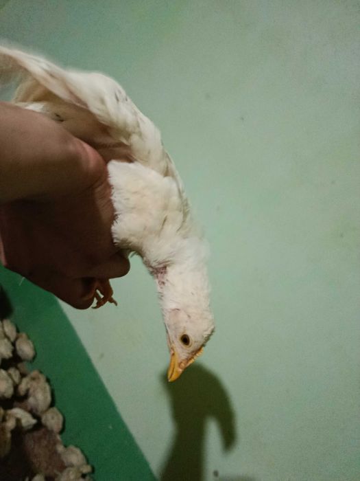 ОПТОМ Жужалар сотилади