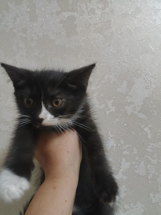 Отдам бесплатно.