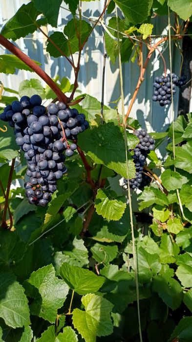 продам дачу для работы и отдыха