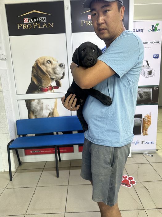 Лабрадор ретривер