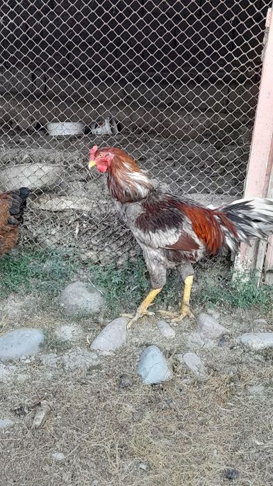 Хуроз сотилади " вандам " жангари