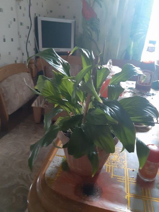 Цветок женское счастье