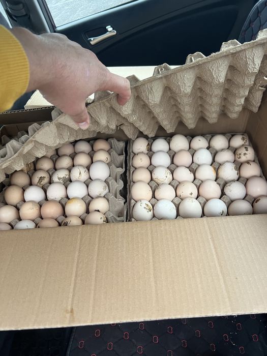 Инкубационный яйцо