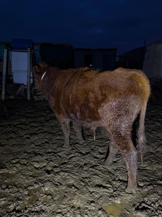 Бука және сиыр сатылады