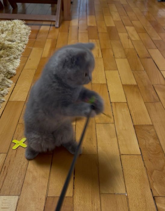 Мъжко коте, сив британец