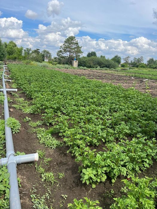 Продам дачу в 21 колективе