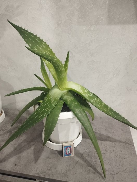 Продам комнатные растения