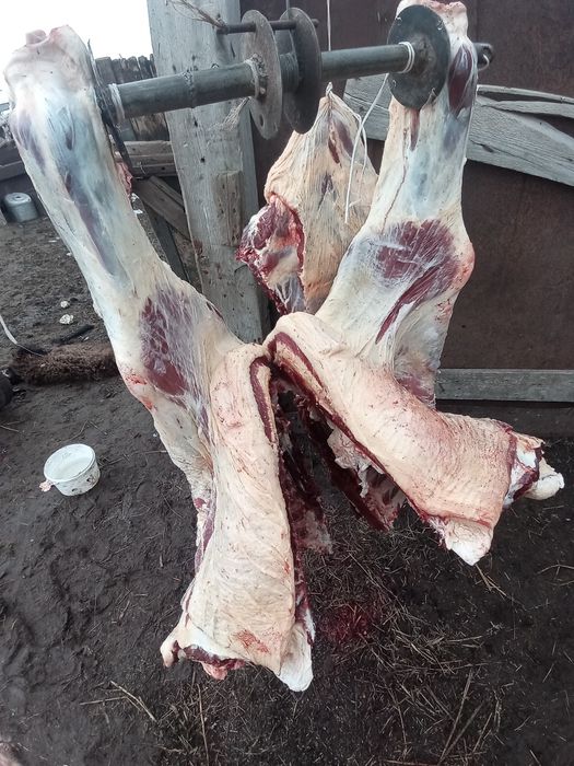 Семіз қырдын малы бар