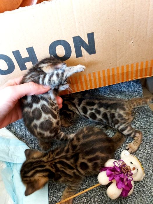 Котята с рисунком Леопарда. БЕНГАЛЬСКИЕ