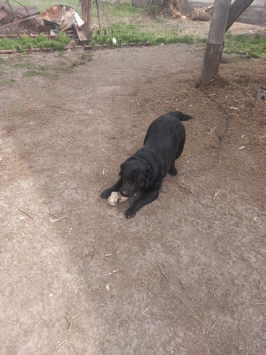 Продам Лабрадора