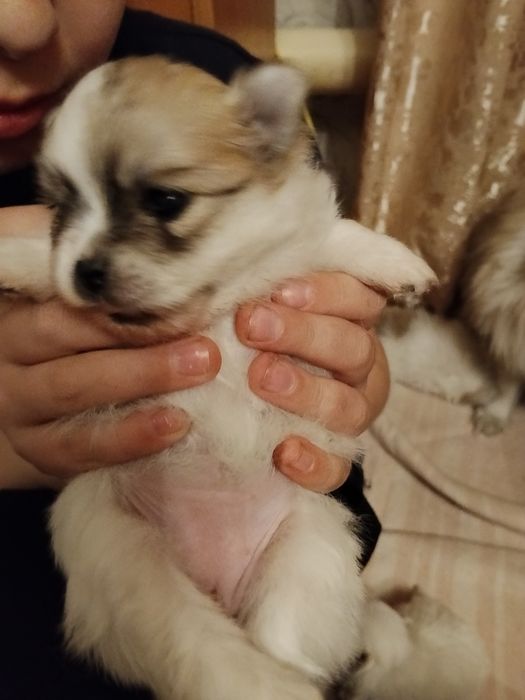 Шпицы щенята спешите приобрести