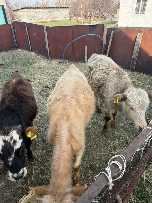 Продам 2 Бычка и 2 Телки за миллион сто пятьдесят