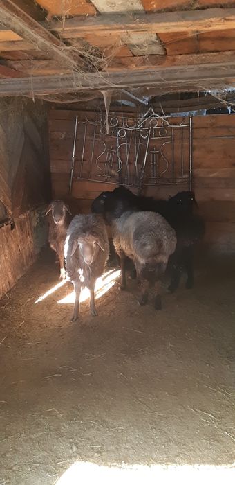 Продам кочкар откормленные