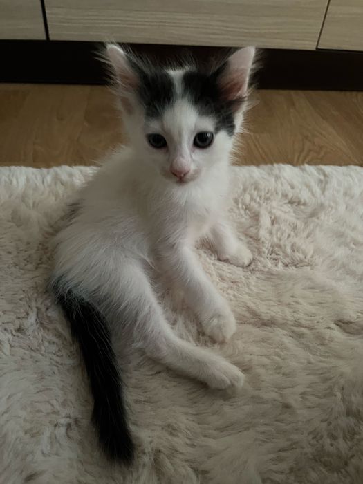 Adoptie pisici 2 luni