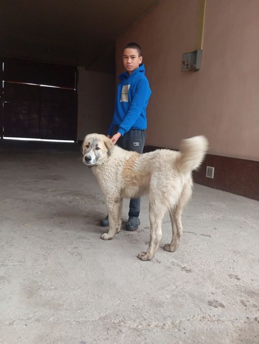 Сотилади 9 ойлик