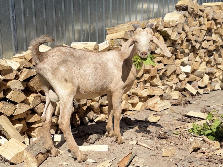 Tap Anglo-nubian X saanen