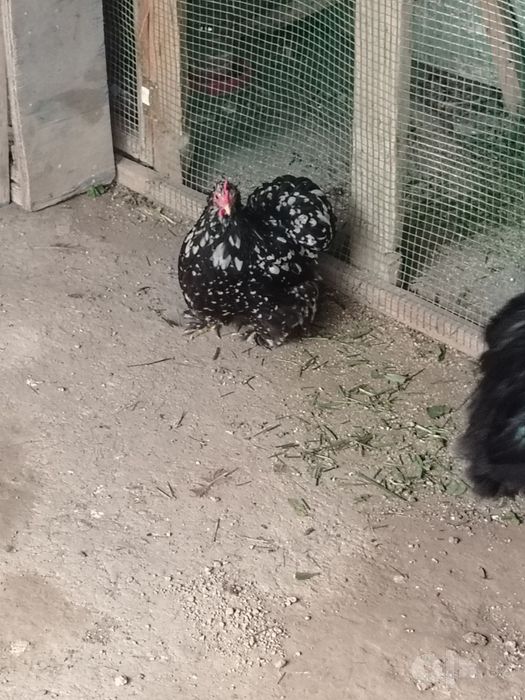 Yapon Choynak paroda tuxumlar