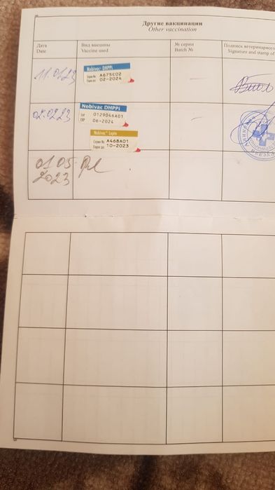 Американский стаффордшиский терьер