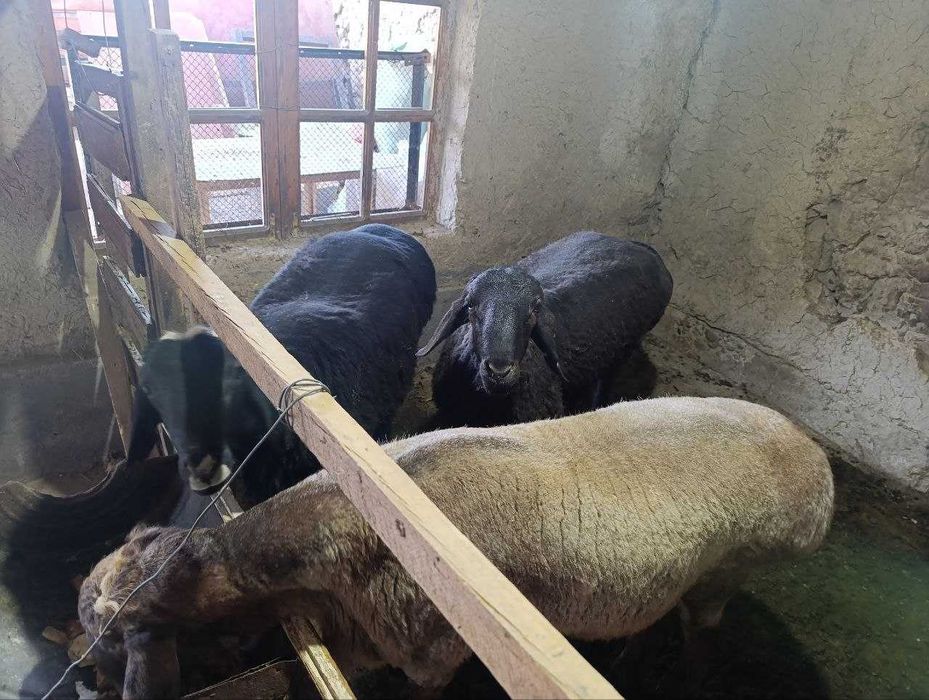 qo'y, кучкор sotiladi qo'chqor
