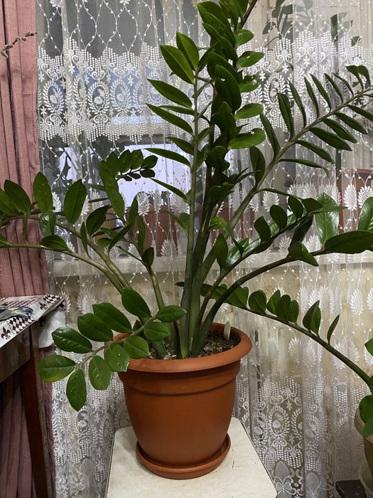 Цветок Замиокулькас