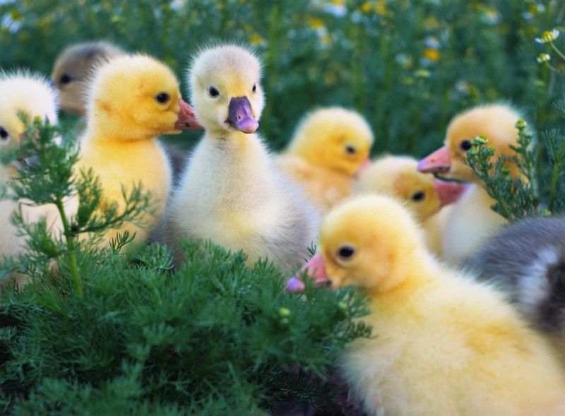 Цыплята гусиные.