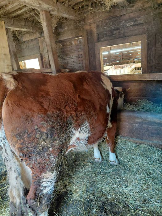 Vand juninca gestanta