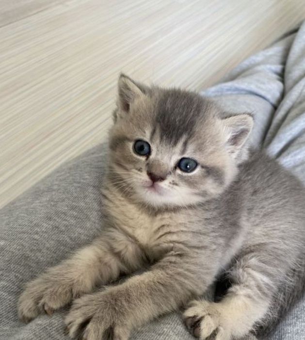 Британские котята 1.5 мес  девочки