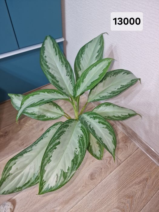 Комнатные цветы (адаптированные)