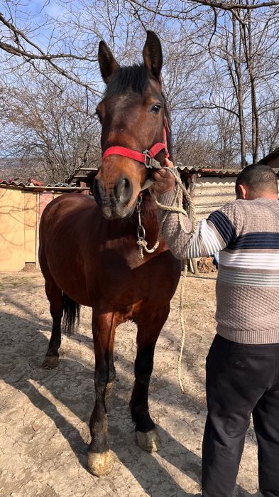 Vând cal foarte cuminte !