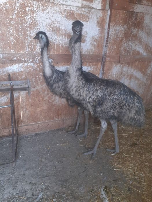 Vând struț emu – exemplar sănătos și bine îngrijit