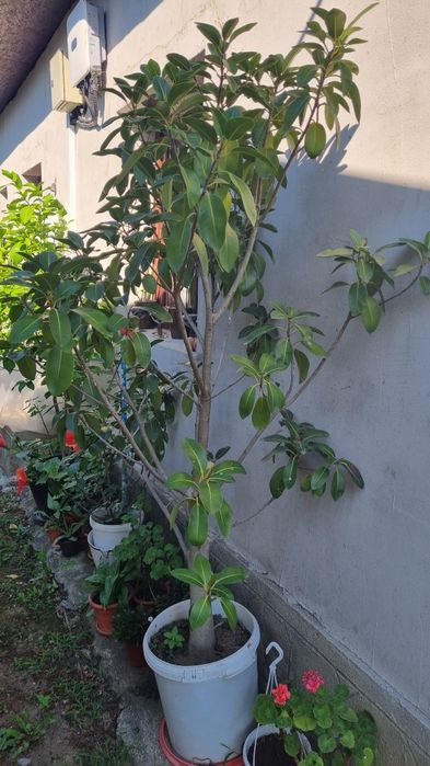 Ficus de vanzare