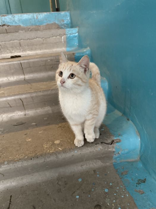 Котенок в добрые руки