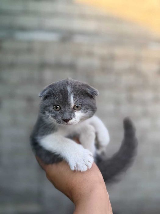 Продаётся котики 40 дней