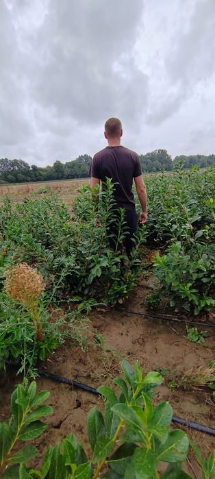 Prunus laurocerasus direct de la producător!