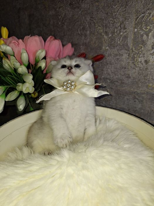 Эти глазки ищут свой дом 
Шиншилла фолд
Бронь открыта — Direct 
Ши