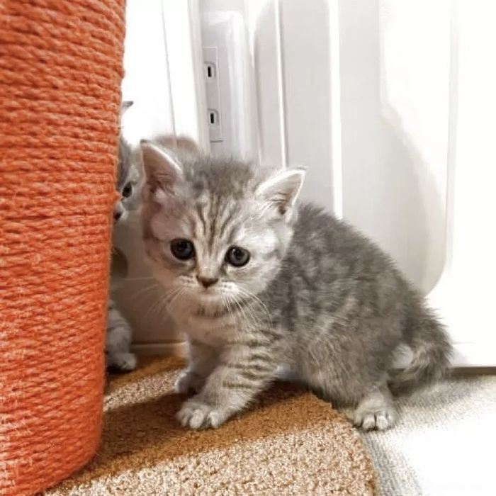 Британские котята