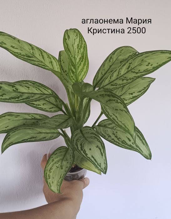 Цветы комнатные, аглаонема