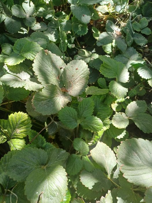 Продам рассаду клубники и деревья