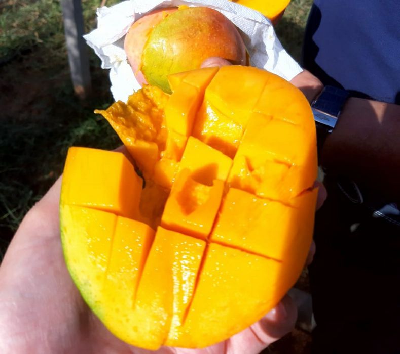 Delicioase fructe de mango sicilia