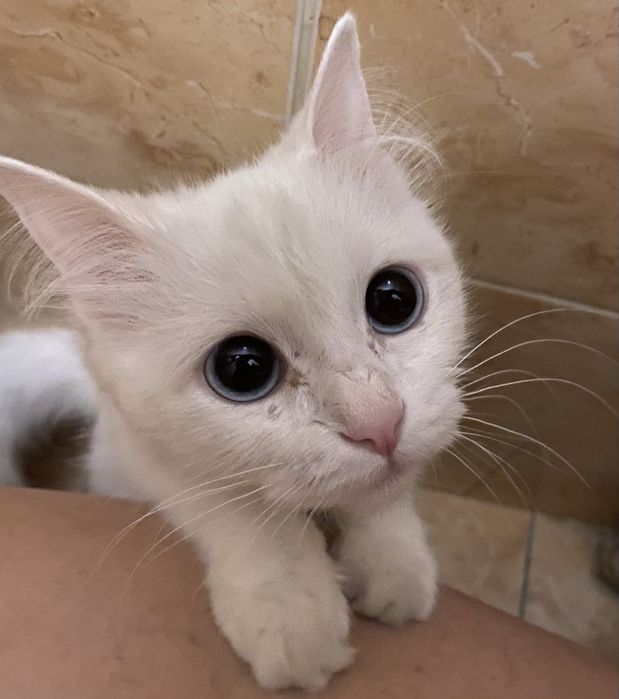 Ищем кота для невесты
